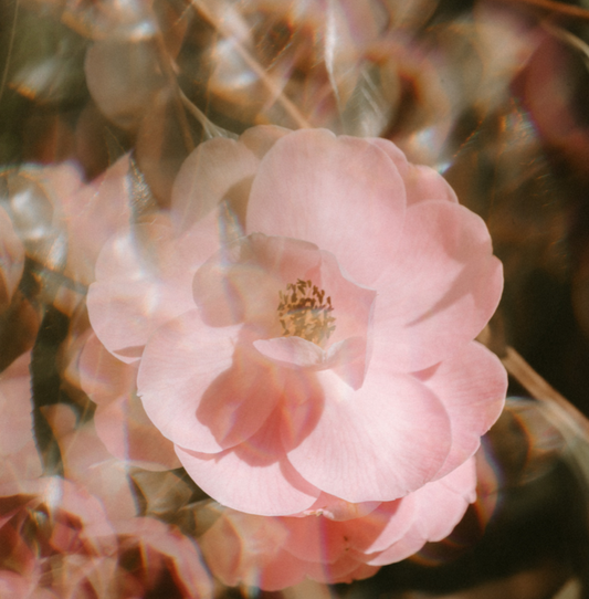 MOISTURIZING SHAMPOO BAR