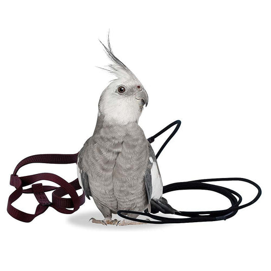Aviator Bird Harness